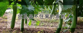 丝瓜坐不住果的原因,第1图