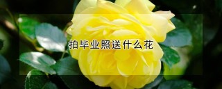 拍毕业照送什么花,第1图