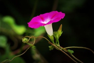 牵牛花多久浇一次水，不同季节浇水频率不同,第1图