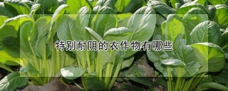 特别耐阴的农作物有哪些,第1图