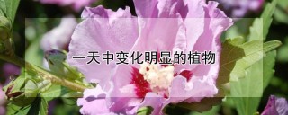 一天中变化明显的植物,第1图