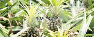 凤梨生长周期,第1图