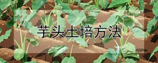 芋头土培方法,第1图