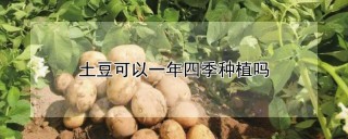 土豆可以一年四季种植吗,第1图