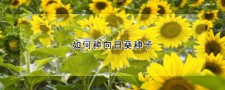 如何种向日葵种子,第1图