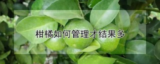 柑橘如何管理才结果多,第1图