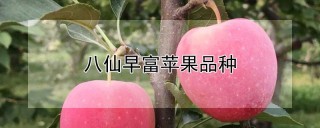 八仙早富苹果品种,第1图