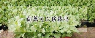 茼蒿可以移栽吗,第1图