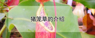 猪笼草的介绍,第1图