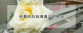 枯萎的白玫瑰真正的花语,第1图