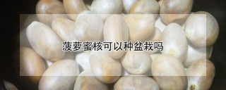 菠萝蜜核可以种盆栽吗,第1图