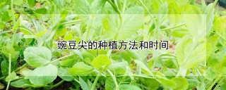 豌豆尖的种植方法和时间,第1图