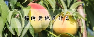 锦绣黄桃是什么,第1图