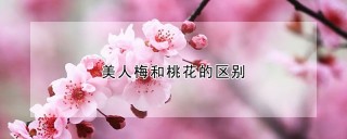 美人梅和桃花的区别,第1图