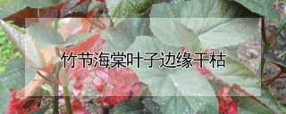 竹节海棠叶子边缘干枯,第1图