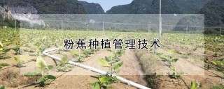 粉蕉种植管理技术,第1图