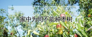 家中为何不能种枣树,第1图