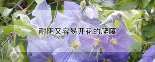 耐阴又容易开花的爬藤,第1图