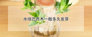 水培巴西木一般多久发芽,第1图