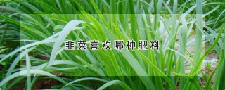 韭菜喜欢哪种肥料,第1图