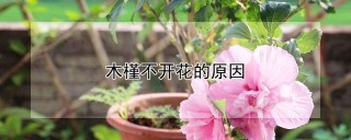 木槿不开花的原因,第1图