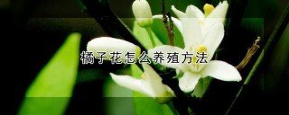 橘子花怎么养殖方法,第1图