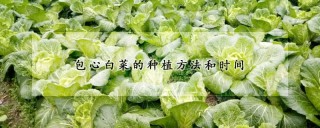 包心白菜的种植方法和时间,第1图