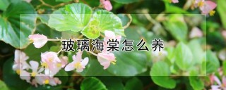 玻璃海棠怎么养,第1图