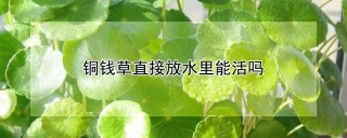 铜钱草直接放水里能活吗,第1图