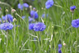 蓝花矢车菊的花语,第3图