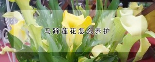 马蹄莲花怎么养护,第1图