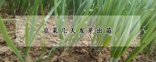 韭菜几天发芽出苗,第1图