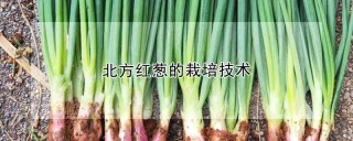 北方红葱的栽培技术,第1图