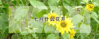 七月什么花开,第1图