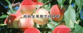 桃树坐果期怎样修剪,第1图