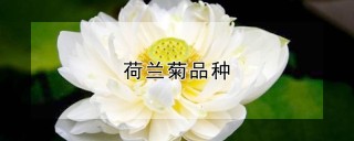 荷兰菊品种,第1图