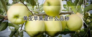 黄皮苹果是什么品种,第1图