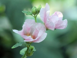 芙蓉花的功效与作用，净化空气、固土护坡、调经止血,第2图