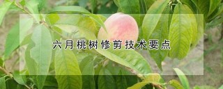 六月桃树修剪技术要点,第1图