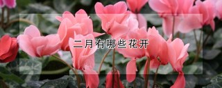 二月有哪些花开,第1图