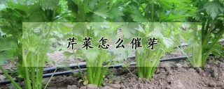 芹菜怎么催芽,第1图