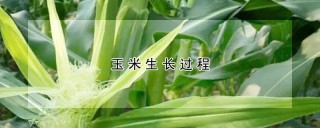 玉米生长过程,第1图