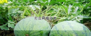 打瓜种植技术,第1图