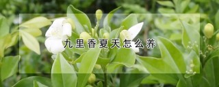 九里香夏天怎么养,第1图