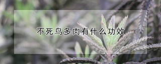 不死鸟多肉有什么功效,第1图