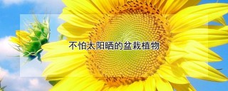 不怕太阳晒的盆栽植物,第1图