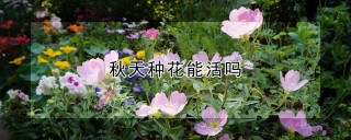 秋天种花能活吗,第1图