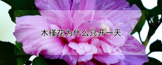 木槿花为什么只开一天,第1图