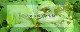 艾草有哪几个品种,第1图