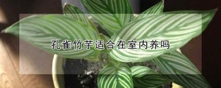 孔雀竹芋适合在室内养吗,第1图